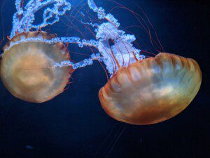 jae salavarrieta 3GkqyBOSMTw unsplash jae salavarrieta 3GkqyBOSMTw unsplash